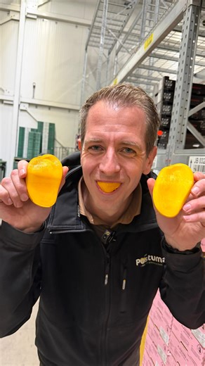 Ken jij deze mango al? 🤔 Jarno vertelt je graag over de Ataulfo! 🥭 🥭 Boomrijp 🥭 Boterzacht 🥭 Bizar lekker. Deze ataulfo-mango’s wil je echt niet missen 😍 #AtaulfoMango #postumaAGF #mango #boomgerijpt #kwaliteit #specialist #smaakvol #ataulfo #markt #specialist #verkoop #groothandel | Postuma AGF