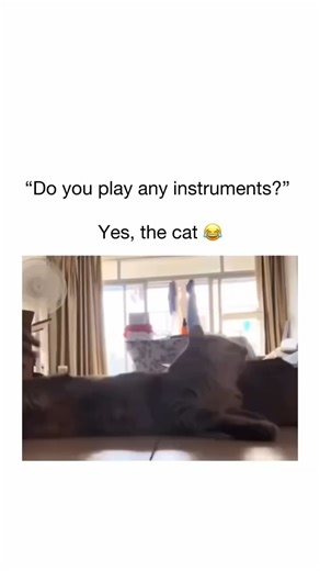 @songswrapped on Instagram: "🎶 “Tap the Cat, Hear the Beat – Meow-sic Complete!” 🎶 In today’s viral wave of internet cuteness, one video has stolen the spotlight – a cat that turns into the funniest instrument ever! The clip shows a playful moment where a simple touch on the kitty’s side makes it let out a perfectly timed “meow,” creating a rhythm that matches the vibe of the scene. It’s not just adorable, it’s downright hilarious – as if the cat is auditioning to be the lead singer of a felin
