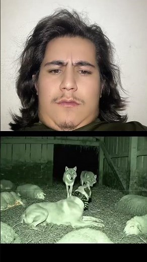 Dog vs Fox | Real Fight Reaction | Wild Animal vs Pet Dog Comparison