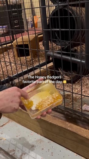Honey Badger's Sweetest Moments: A Cute Animal Video