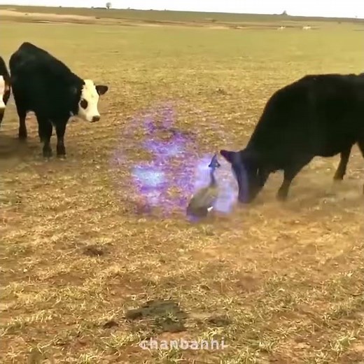 GOOSE BUMPS // MAGICAL GOOSE VS COWS / ™MemeYouyou Official™