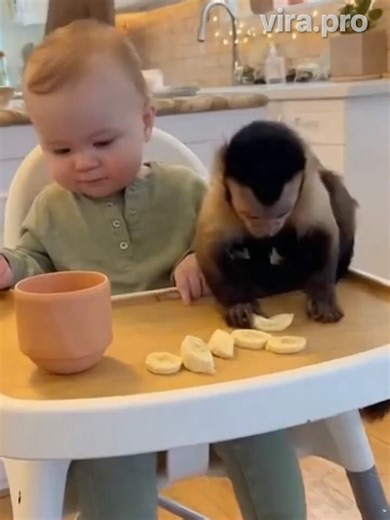 When the Monkey Learns the Game 😭🍌 By vira.pro #funnybaby #monkeybusiness #sneakythief #familyfun #vira_pro