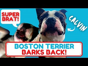 My *BOSTON TERRIER TALKING BACK* to Me! #Superbrat 🐶 🗣🤦🏽‍♂️