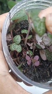 One node. Roots formed. Tiny shoots appear. String of Law: success. #StringOfLaw #PlantPropagation #OneNodeGrowth #Rooted #NewShoots #PlantJourney #UrbanPlants #PlantLovers #GreenProgress | Kurnia Lestarii