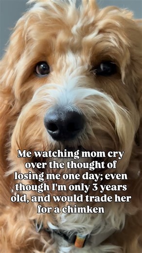 Maya on Instagram: "sorry mom but chimken smells good rn🤷‍♂️ #poodlemix #funnypets #goldendoodlesofinstagram #fyp #petsofinstagram #goldendoodlesofinsta #meme #doodlelife #doodles #doodle #viral #goldendoodle #doodlesofig #doodlepuppy #doglovers #goldendoodles #doodletales #doodlesoftheworld #animals #doodlelove #goldendoodlelove #doodlesofinstagram #doodlegram #funnydogvideos"