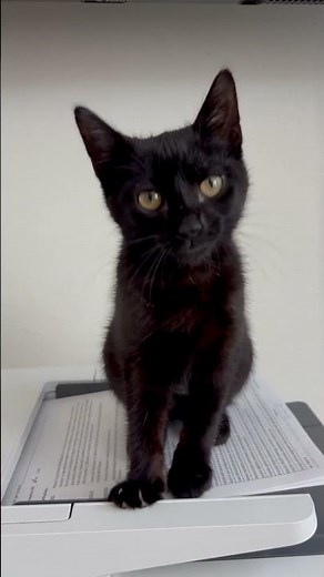 Video of adoptable pet named Stella