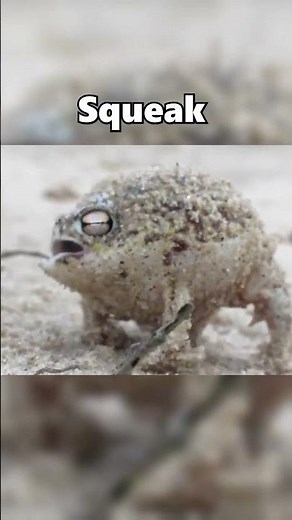 A Tiny Frog's Squeaky War Cry 🐸