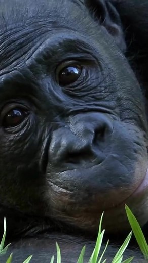 Learn more about our closest relatives! Bonobos are endangered and need our help. | Friends of Bonobos