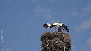 Storks, Flock of Storks in Sky, Stork Nest on a Pole, Baby Birds Family Nesting, Nature View Stock Video