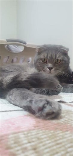 #cat #highlights #cute#funny