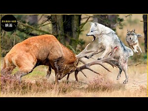 獲物が残忍なオオカミを撃退しようとする 30 の瞬間