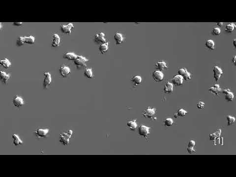 Traction Force Microscopy (TFM) - Austin Ngo, 2020