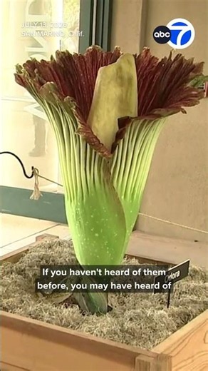 Thousands line up for hours to see 2 stinky, blooming corpse flowers at The Huntington
