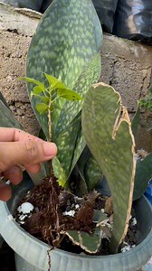 1.6M views · 12K reactions | mabisang proseso sa pag tanim ng cuttings bougainvillea #bougainvillea #bougainvillealovers #propagation #plantcare | Jayson Gaylan | Facebook