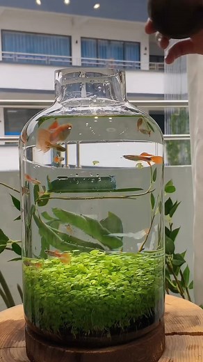 594K views · 3.6K reactions | Beautiful tank  #tank #fishtank #tanklover #tankfyp #fyp2025 | Scuba Diving | Facebook