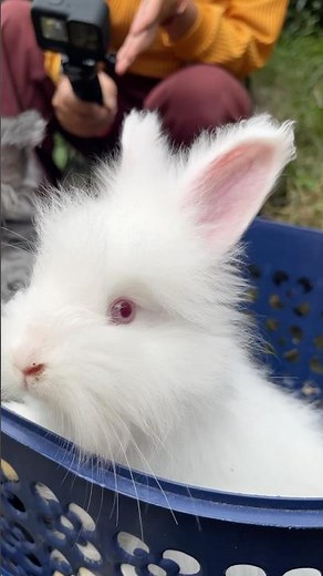 The Most Colorful Bunnies You’ll Ever See 🌸🌼