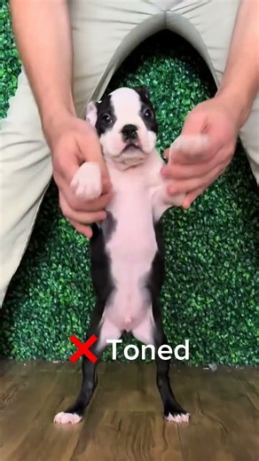 Toned? No. Snack-Shaped? Absolutely! 🍪 Boston Terrier Puppy | Petland Tulsa 🐾