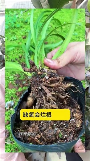 #Growing flowers#Tips for growing flowers#Potted plant#Common problems in growing flow