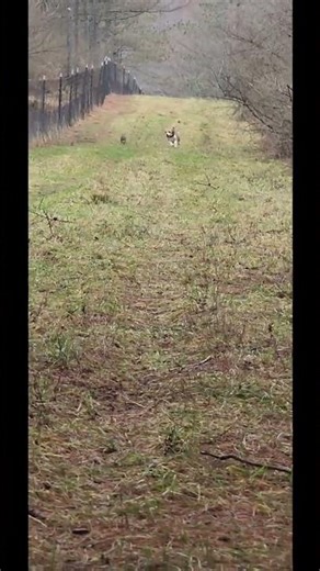 older dog wild rabbit release- this dog is too good for releases after this vid- should hunt for it
