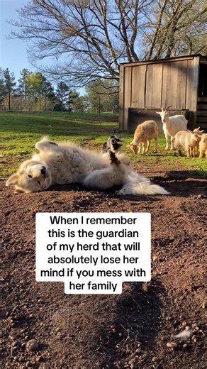 Extraordinary Great Pyrenees Livestock Guardian Dog