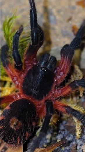 what is the REAL DANGER from tarantulas? #tarantula #spider #pettarantula #animals #nature
