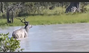 810K views · 3.9K reactions | Kudu VS Wild Dogs  Part 178 | Gavin Gordon | Facebook