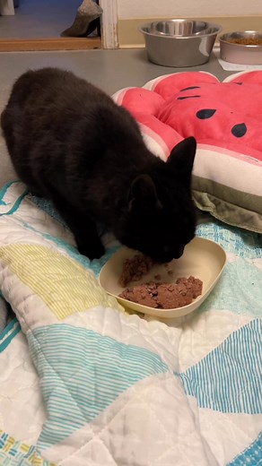 Animal Manor on Reels