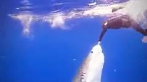 Swimming with the Ocean's Apex Predator