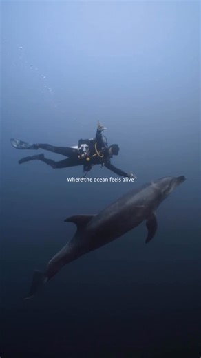 Nautilus Liveaboards | Baja Mexico | One of the only places on Earth where dolphins, mantas, and whale sharks can all appear in a single day. Nine days. Eight nights. An... | Instagram