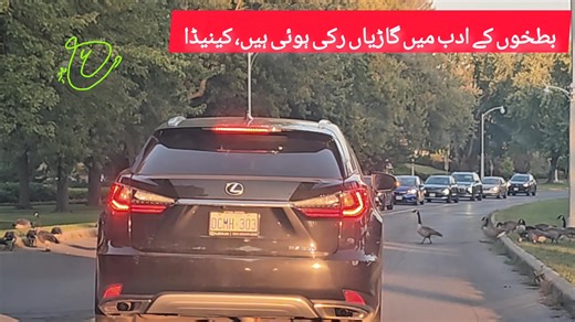 7K views · 125 reactions | Ducks Rule the Road! Canadian Traffic...