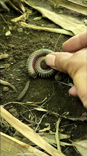 Millipedes, small animals that maintain forest nutrition #shortvideo #millipede