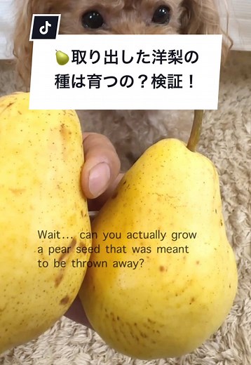 洋梨の種育成実験｜理科の授業で学ぶ！