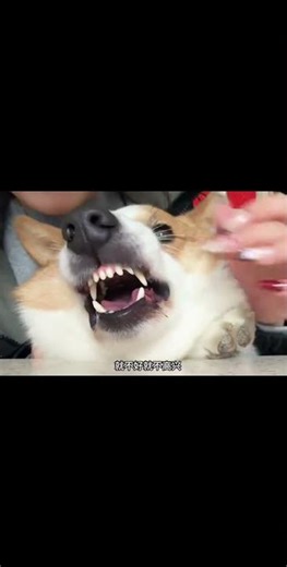 Puppy Temper Tantrum: Young Master's Mini Baby Drama