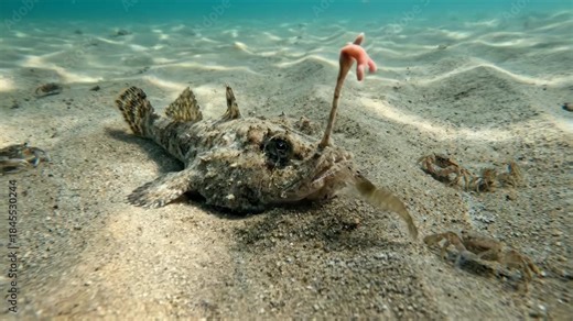 Stargazer fish camouflaging in the sand, using its worm-like lure to attract small crabs and shrimp, waiting for suitable prey in the clear shallow water