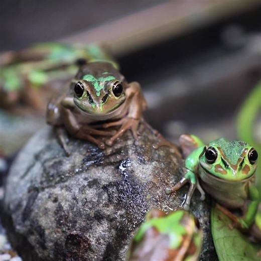 We're thrilled to share the exciting news about the success of Aussie Ark's breeding program for the green and golden bell frog (Litoria aurea). This species has faced numerous environmental challenges, but Aussie Ark's team has gone above and beyond to ensure their safety and preservation. Let's continue to support their important mission to protect endangered species and their habitats. Click on our link in bio to learn more about Aussie Ark and discover ways you can help make a difference. 🙌