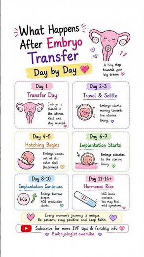 What Happens After Embryo Transfer? Day by Day Explained 🤰✨ #embryotransfer #ivf #ivfembryotransfer
