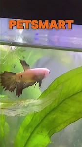 I Saved a Sick PetSmart Betta Fish