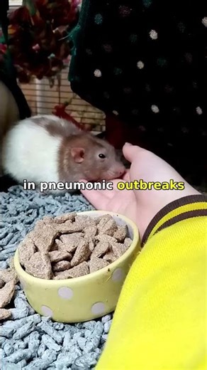 Did YOU Know the Black Death Changed Europe in 3 Wild Facts