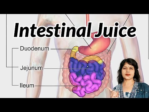 Intestinal Juice Physiology l Succus entericus l Composition, Functions & Regulation of Secretion