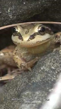 This Wetland Was Drained With Pipes for Years — Here's What Happened Next 🐸