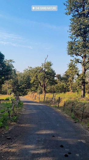 Nature Peace 🌳😍❣️ | THE DANG NATURE