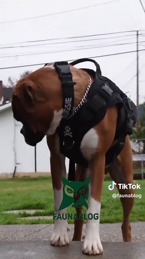 Top Dog Breeds You’ll Instantly Recognize