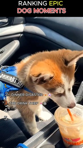 EPIC DOG RANKING: THE #1 IS TOTALLY BROKEN! 🥚💀