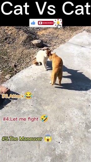 I Ranked Funniest cat flights 😱🤣#cats #funny #shorts