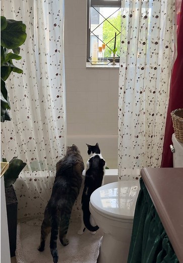 Creating an Enchanted Indoor Fish Pond for Cats