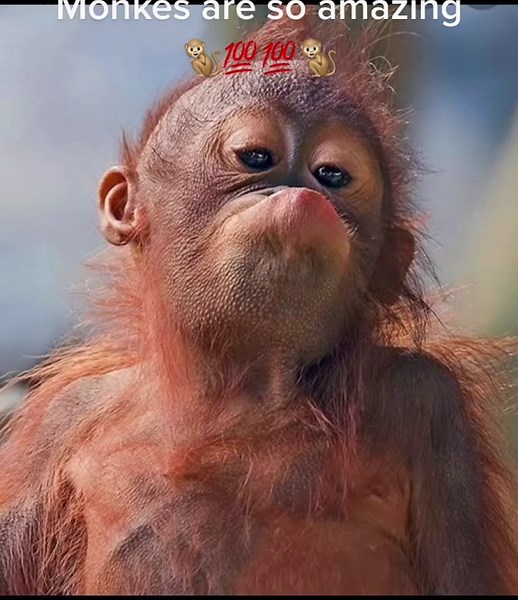 #monke #monke #monke #monke #monke #monke #monke #monke #monke #monke #fypシ #viral #fypisbroken #monkey #fyp #memes #funny #kool #fyp