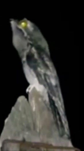 Urutau a famosa mãe da lua