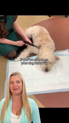 You know how scary it feels...#dog #dogsoftiktok #doglover #dogowner #usa | Kids Classroom Chronicles