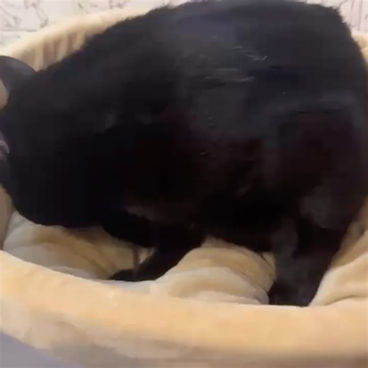 Brown Dog Coalition on Reels