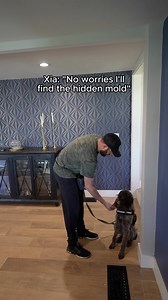 Xia’s nose never fails! Today she detected mold in the HVAC system—one of the sneakiest places mold can grow. HVAC systems circulate air throughout your home, meaning hidden mold can spread quickly, impacting the air quality and your health. Don't let mold go unnoticed; Xia's here to sniff it out and keep your home safe!#MoldDetection #MoldDogKnows #K9MoldInspection #HVACMold #HealthyHome #AirQualityMatters #MoldRemoval #PreventMold #MoldAwareness #K9Detectionmold in HVAC system, air quality, hi